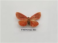 藏品(螟蛾392)的圖片